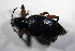  ( - GBOL_Col_FK_7796)  @12 [ ] CreativeCommons - Attribution Non-Commercial Share-Alike (2015) Unspecified SNSB, Zoologische Staatssammlung Muenchen