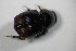  ( - GBOL_Col_FK_7812)  @12 [ ] CreativeCommons - Attribution Non-Commercial Share-Alike (2015) Unspecified SNSB, Zoologische Staatssammlung Muenchen