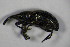  (Aspidapion - GBOL_Col_FK_7818)  @13 [ ] CreativeCommons - Attribution Non-Commercial Share-Alike (2015) Unspecified SNSB, Zoologische Staatssammlung Muenchen