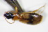  ( - GBOL_Col_FK_7859)  @12 [ ] CreativeCommons - Attribution Non-Commercial Share-Alike (2015) Unspecified SNSB, Zoologische Staatssammlung Muenchen