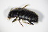  (Harpalus signaticornis - GBOL_Col_FK_7863)  @13 [ ] CreativeCommons - Attribution Non-Commercial Share-Alike (2015) Unspecified SNSB, Zoologische Staatssammlung Muenchen