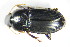  ( - GBOL_Col_FK_7879)  @13 [ ] CreativeCommons - Attribution Non-Commercial Share-Alike (2015) Unspecified SNSB, Zoologische Staatssammlung Muenchen