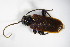  ( - GBOL_Col_FK_7881)  @11 [ ] CreativeCommons - Attribution Non-Commercial Share-Alike (2015) Unspecified SNSB, Zoologische Staatssammlung Muenchen