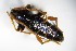  ( - GBOL_Col_FK_7883)  @13 [ ] CreativeCommons - Attribution Non-Commercial Share-Alike (2015) Unspecified SNSB, Zoologische Staatssammlung Muenchen