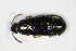  ( - GBOL_Col_FK_7895)  @12 [ ] CreativeCommons - Attribution Non-Commercial Share-Alike (2015) Unspecified SNSB, Zoologische Staatssammlung Muenchen