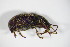  ( - GBOL_Col_FK_7896)  @12 [ ] CreativeCommons - Attribution Non-Commercial Share-Alike (2015) Unspecified SNSB, Zoologische Staatssammlung Muenchen