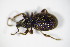  (Otiorhynchus desertus - GBOL_Col_FK_7897)  @14 [ ] CreativeCommons - Attribution Non-Commercial Share-Alike (2015) Unspecified SNSB, Zoologische Staatssammlung Muenchen