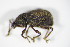  ( - GBOL_Col_FK_7962)  @12 [ ] CreativeCommons - Attribution Non-Commercial Share-Alike (2015) Unspecified SNSB, Zoologische Staatssammlung Muenchen