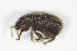  ( - GBOL_Col_FK_7976)  @11 [ ] CreativeCommons - Attribution Non-Commercial Share-Alike (2015) Unspecified SNSB, Zoologische Staatssammlung Muenchen