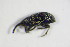  (Catapion - GBOL_Col_FK_7989)  @14 [ ] CreativeCommons - Attribution Non-Commercial Share-Alike (2015) Unspecified SNSB, Zoologische Staatssammlung Muenchen