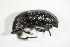  (Larinus sturnus - GBOL_Col_FK_7997)  @14 [ ] CreativeCommons - Attribution Non-Commercial Share-Alike (2015) Unspecified SNSB, Zoologische Staatssammlung Muenchen