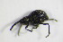  (Protapion filirostre - GBOL_Col_FK_8013)  @13 [ ] CreativeCommons - Attribution Non-Commercial Share-Alike (2015) Unspecified SNSB, Zoologische Staatssammlung Muenchen
