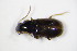  ( - GBOL_Col_FK_8035)  @12 [ ] CreativeCommons - Attribution Non-Commercial Share-Alike (2015) Unspecified SNSB, Zoologische Staatssammlung Muenchen