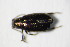  (Phyllotreta nodicornis - GBOL_Col_FK_8043)  @12 [ ] CreativeCommons - Attribution Non-Commercial Share-Alike (2015) Unspecified SNSB, Zoologische Staatssammlung Muenchen