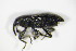  ( - GBOL_Col_FK_8071)  @11 [ ] CreativeCommons - Attribution Non-Commercial Share-Alike (2015) Unspecified SNSB, Zoologische Staatssammlung Muenchen