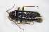  ( - GBOL_Col_FK_8080)  @12 [ ] CreativeCommons - Attribution Non-Commercial Share-Alike (2015) Unspecified SNSB, Zoologische Staatssammlung Muenchen