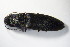  ( - GBOL_Col_FK_8090)  @12 [ ] CreativeCommons - Attribution Non-Commercial Share-Alike (2015) Unspecified SNSB, Zoologische Staatssammlung Muenchen