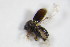  ( - GBOL_Col_FK_8097)  @12 [ ] CreativeCommons - Attribution Non-Commercial Share-Alike (2015) Unspecified SNSB, Zoologische Staatssammlung Muenchen