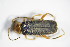  ( - GBOL_Col_FK_8102)  @13 [ ] CreativeCommons - Attribution Non-Commercial Share-Alike (2015) Unspecified SNSB, Zoologische Staatssammlung Muenchen