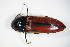  ( - GBOL_Col_FK_8117)  @13 [ ] CreativeCommons - Attribution Non-Commercial Share-Alike (2015) Unspecified SNSB, Zoologische Staatssammlung Muenchen