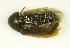  (Globicornis nigripes - GBOL_Col_FK_8159)  @13 [ ] CreativeCommons - Attribution Non-Commercial Share-Alike (2015) Unspecified SNSB, Zoologische Staatssammlung Muenchen