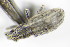  (Sitona macularius - GBOL_Col_FK_8171)  @12 [ ] CreativeCommons - Attribution Non-Commercial Share-Alike (2015) Unspecified SNSB, Zoologische Staatssammlung Muenchen