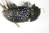  ( - GBOL_Col_FK_8178)  @11 [ ] CreativeCommons - Attribution Non-Commercial Share-Alike (2015) Unspecified SNSB, Zoologische Staatssammlung Muenchen