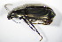  ( - GBOL_Col_FK_8196)  @13 [ ] CreativeCommons - Attribution Non-Commercial Share-Alike (2015) Unspecified SNSB, Zoologische Staatssammlung Muenchen