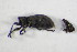  ( - GBOL_Col_FK_8221)  @12 [ ] CreativeCommons - Attribution Non-Commercial Share-Alike (2015) Unspecified SNSB, Zoologische Staatssammlung Muenchen