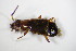  ( - GBOL_Col_FK_8234)  @12 [ ] CreativeCommons - Attribution Non-Commercial Share-Alike (2015) Unspecified SNSB, Zoologische Staatssammlung Muenchen