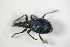  ( - GBOL_Col_FK_8240)  @13 [ ] CreativeCommons - Attribution Non-Commercial Share-Alike (2015) Unspecified SNSB, Zoologische Staatssammlung Muenchen