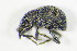  ( - GBOL_Col_FK_8242)  @13 [ ] CreativeCommons - Attribution Non-Commercial Share-Alike (2015) Unspecified SNSB, Zoologische Staatssammlung Muenchen