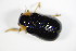 ( - GBOL_Col_FK_8265)  @12 [ ] CreativeCommons - Attribution Non-Commercial Share-Alike (2015) Unspecified SNSB, Zoologische Staatssammlung Muenchen