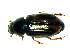  (Melinopterus sphacelatus - GBOL_Col_FK_8337)  @14 [ ] CreativeCommons - Attribution Non-Commercial Share-Alike (2015) Unspecified SNSB, Zoologische Staatssammlung Muenchen