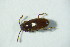  ( - GBOL_Col_FK_8379)  @11 [ ] CreativeCommons - Attribution Non-Commercial Share-Alike (2015) Unspecified SNSB, Zoologische Staatssammlung Muenchen
