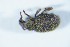  ( - GBOL_Col_FK_8472)  @11 [ ] CreativeCommons - Attribution Non-Commercial Share-Alike (2015) Unspecified SNSB, Zoologische Staatssammlung Muenchen