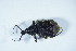  ( - GBOL_Col_FK_8484)  @11 [ ] CreativeCommons - Attribution Non-Commercial Share-Alike (2015) Unspecified SNSB, Zoologische Staatssammlung Muenchen