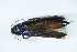  ( - GBOL_Col_FK_8496)  @11 [ ] CreativeCommons - Attribution Non-Commercial Share-Alike (2015) Unspecified SNSB, Zoologische Staatssammlung Muenchen