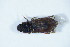  ( - GBOL_Col_FK_8502)  @12 [ ] CreativeCommons - Attribution Non-Commercial Share-Alike (2015) Unspecified SNSB, Zoologische Staatssammlung Muenchen