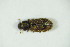  ( - GBOL_Col_FK_8519)  @13 [ ] CreativeCommons - Attribution Non-Commercial Share-Alike (2015) Unspecified SNSB, Zoologische Staatssammlung Muenchen
