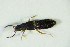  ( - GBOL_Col_FK_8541)  @12 [ ] CreativeCommons - Attribution Non-Commercial Share-Alike (2015) Unspecified SNSB, Zoologische Staatssammlung Muenchen