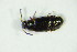  (Phyllodrepa nigra - GBOL_Col_FK_8549)  @13 [ ] CreativeCommons - Attribution Non-Commercial Share-Alike (2015) Unspecified SNSB, Zoologische Staatssammlung Muenchen