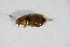  ( - GBOL_Col_FK_8568)  @12 [ ] CreativeCommons - Attribution Non-Commercial Share-Alike (2015) Unspecified SNSB, Zoologische Staatssammlung Muenchen