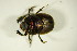 ( - GBOL_Col_FK_8623)  @12 [ ] CreativeCommons - Attribution Non-Commercial Share-Alike (2015) Unspecified SNSB, Zoologische Staatssammlung Muenchen
