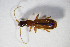  ( - GBOL_Col_FK_8682)  @12 [ ] CreativeCommons - Attribution Non-Commercial Share-Alike (2015) Unspecified SNSB, Zoologische Staatssammlung Muenchen