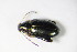 ( - GBOL_Col_FK_8727)  @13 [ ] CreativeCommons - Attribution Non-Commercial Share-Alike (2015) Unspecified SNSB, Zoologische Staatssammlung Muenchen