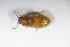  ( - GBOL_Col_FK_8732)  @11 [ ] CreativeCommons - Attribution Non-Commercial Share-Alike (2015) Unspecified SNSB, Zoologische Staatssammlung Muenchen