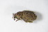  ( - GBOL_Col_FK_8733)  @12 [ ] CreativeCommons - Attribution Non-Commercial Share-Alike (2015) Unspecified SNSB, Zoologische Staatssammlung Muenchen