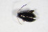  ( - GBOL_Col_FK_8742)  @12 [ ] CreativeCommons - Attribution Non-Commercial Share-Alike (2015) Unspecified SNSB, Zoologische Staatssammlung Muenchen