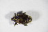  ( - GBOL_Col_FK_8763)  @11 [ ] CreativeCommons - Attribution Non-Commercial Share-Alike (2015) Unspecified SNSB, Zoologische Staatssammlung Muenchen
